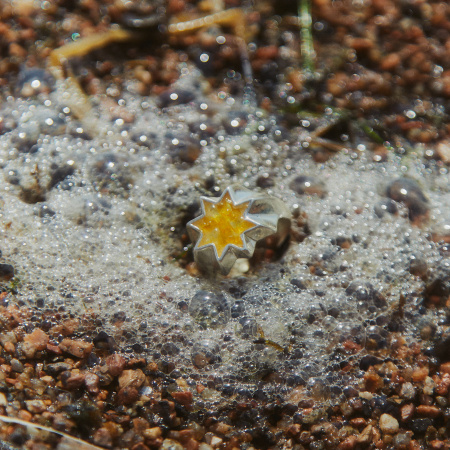 Кольцо Искра c улекситом