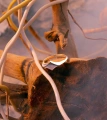 Серебряное кольцо Kankal
